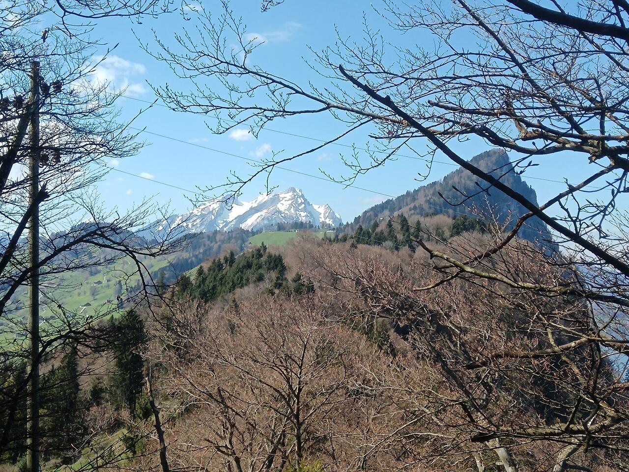 The view