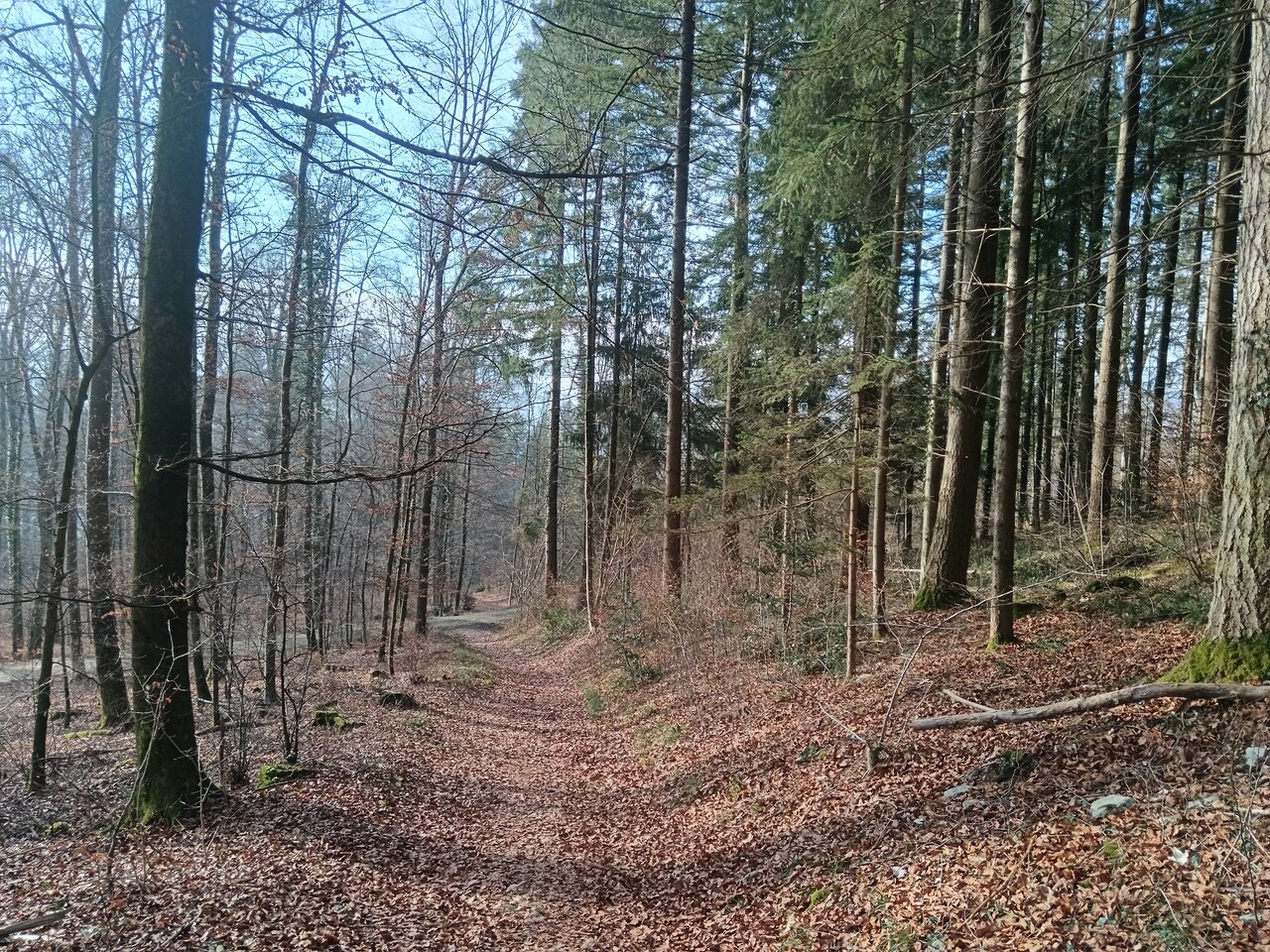 In the Forest