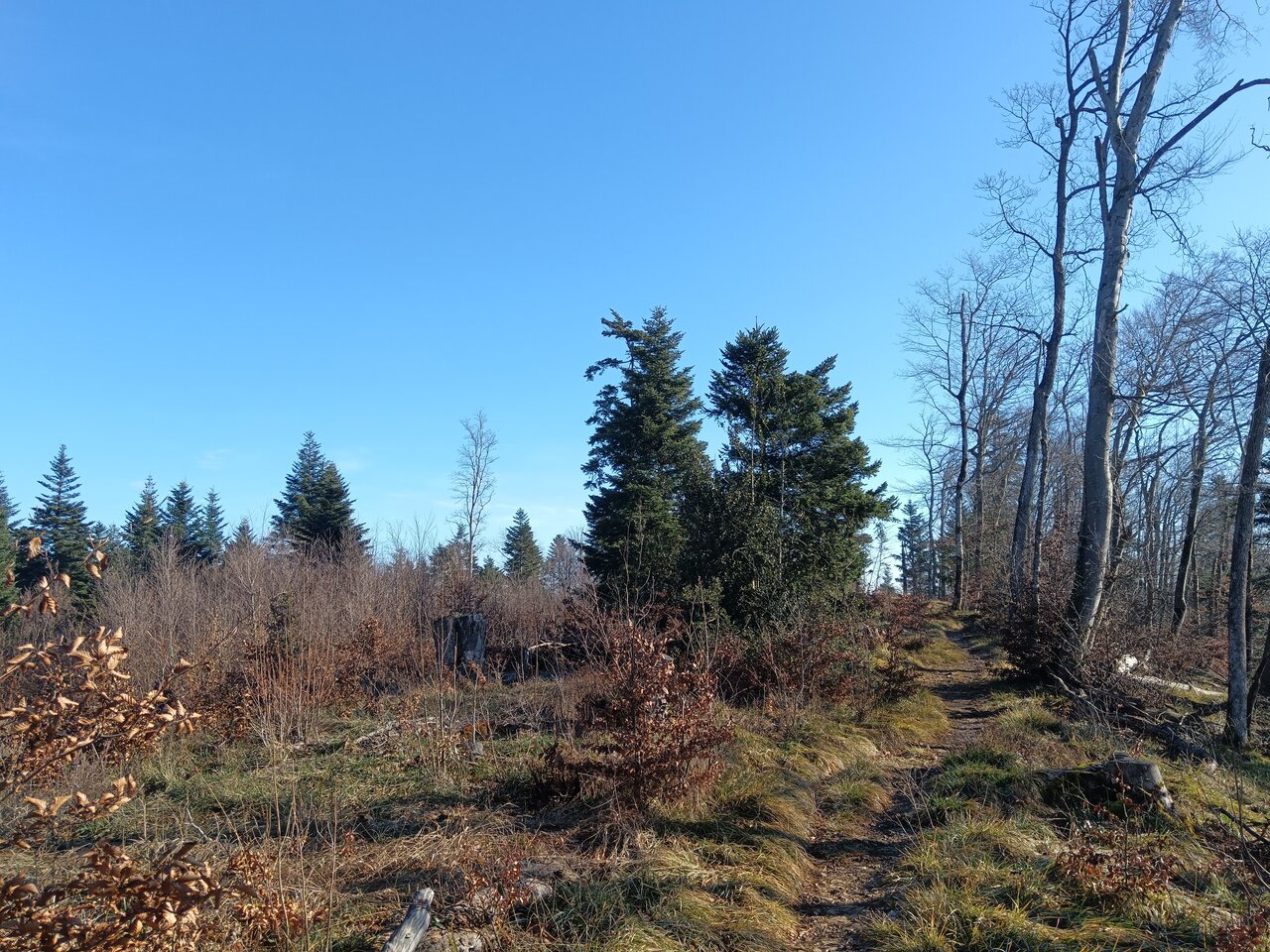 Forest