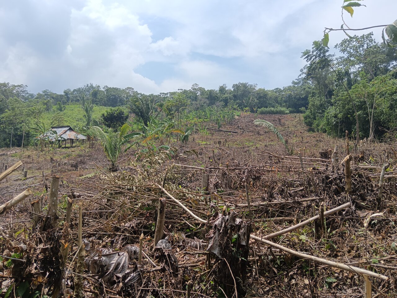cachiyacu