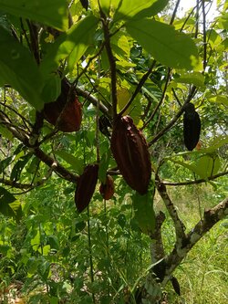 cachiyacu