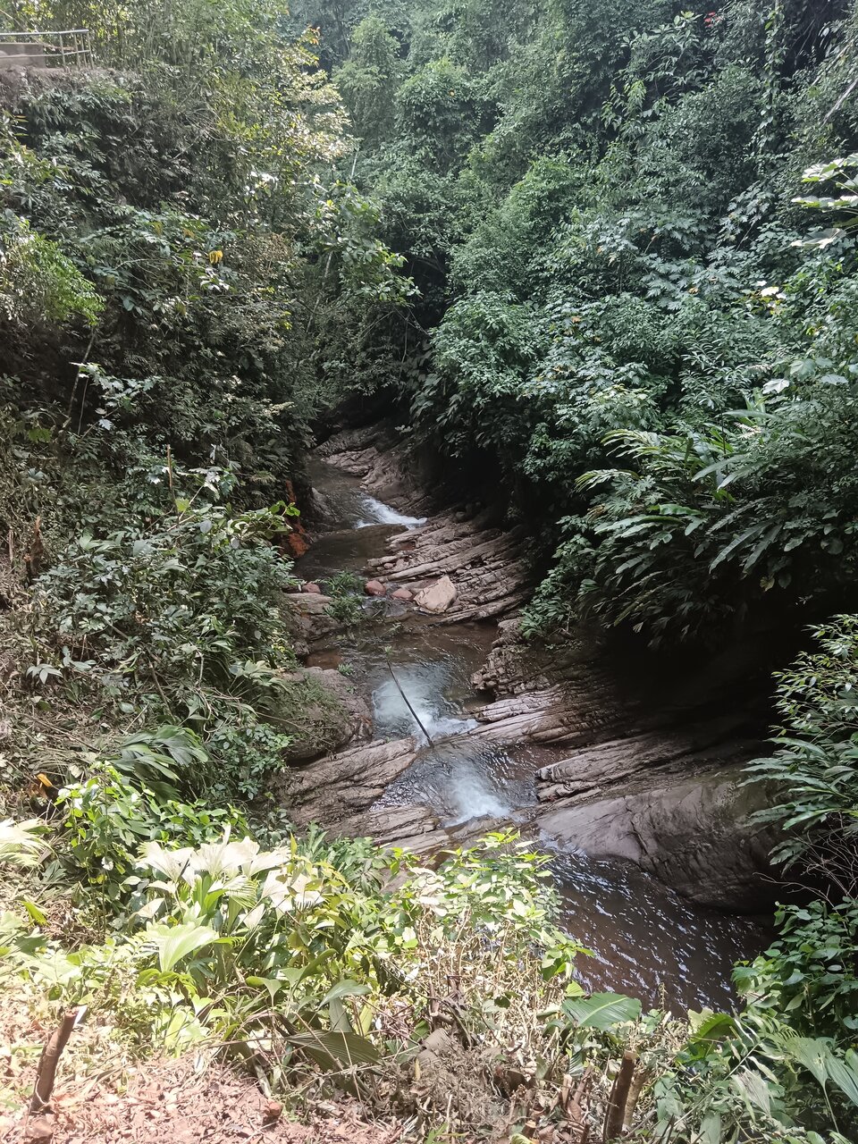 cachiyacu