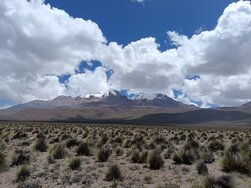 chachani