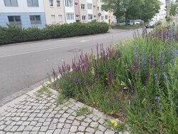 erfurt