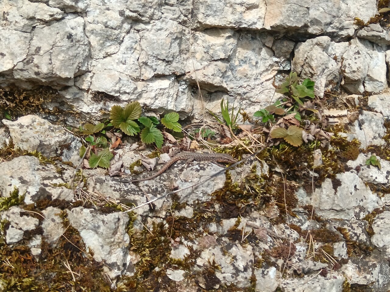 Lizards at Tierstein