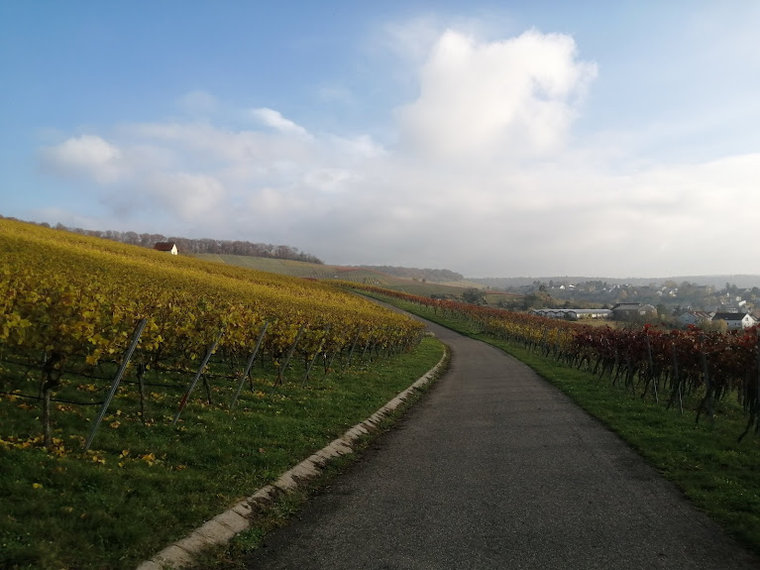 Szőlőhegy, Heilbronn