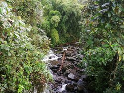 Brook, Jardín
