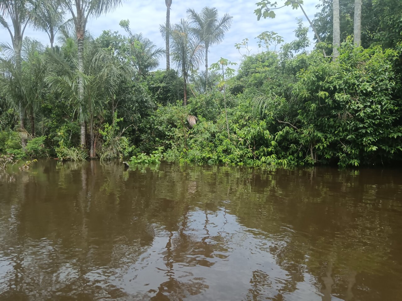 loboyacu