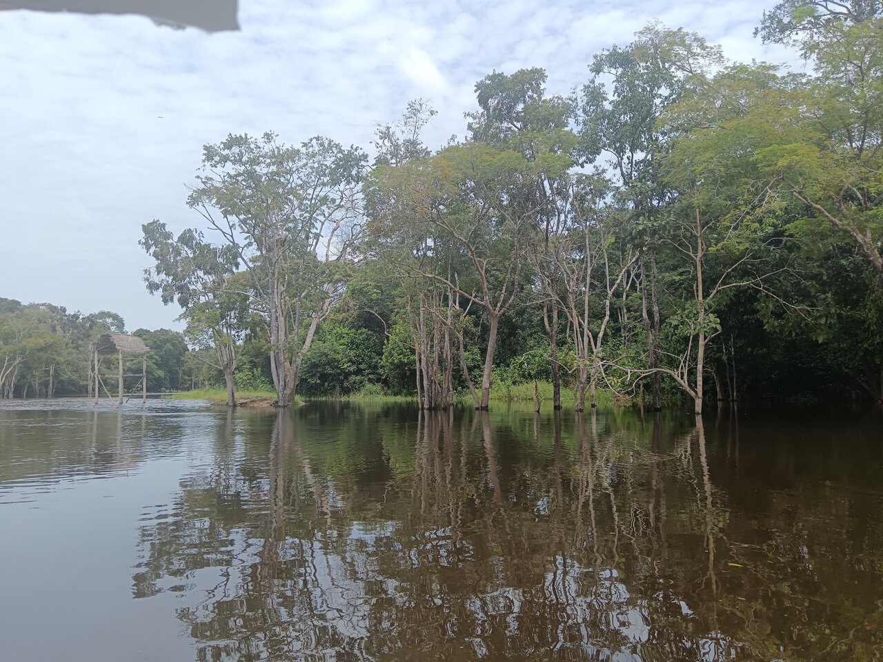 loboyacu
