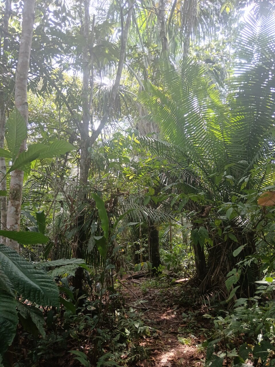 loboyacu