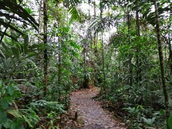 Rainforest