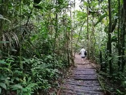 Rainforest
