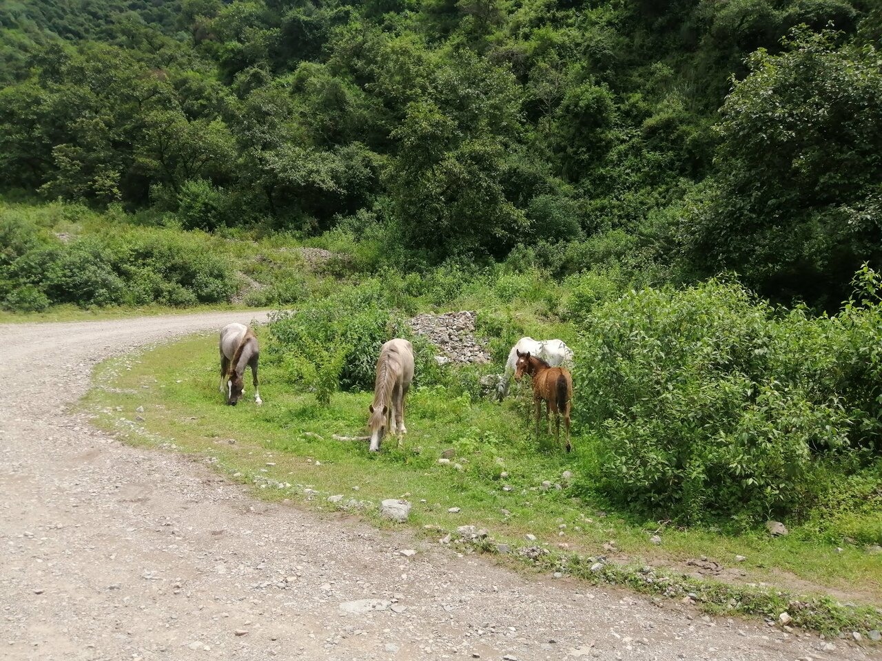Horses in the river valley