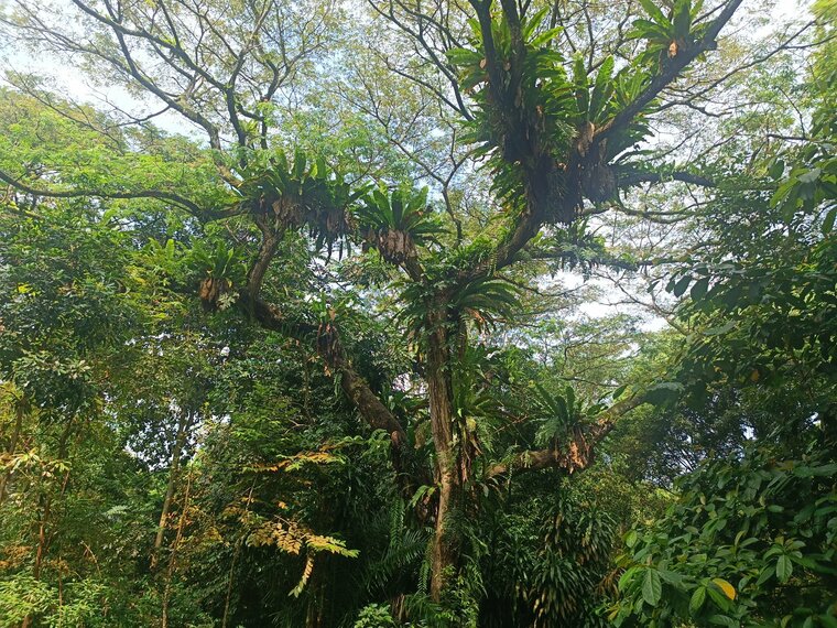 Trees in Singapore